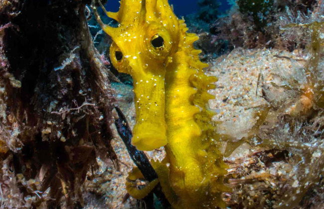 Plongée à la plage de Mar Menuda - Photo 4