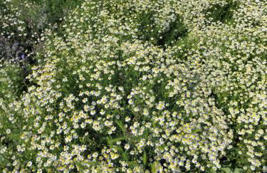 Agriturismo Affittacamere Barbarossa - Foto 77