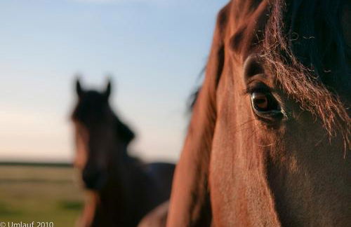 Reiterhof Gründeich - Foto 1