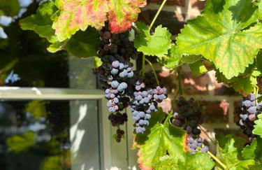 Mecklenbü mit Teich, Kamin, Sauna und Hotpott - Foto 27