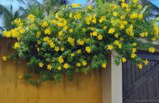 Casa do Bougainvillea Mundaú-Trairi-Ce - Foto 36