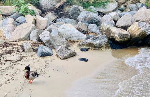 Walk to the Beach! Beach Passes | Games I King Bed - Foto 15