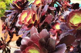 Casa dos Picoutos AL - Foto 37