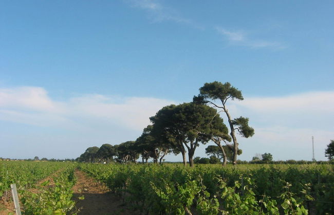 Domaine La Yole Wine Resort - Foto 41