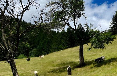 Holderstanzenhof - Foto 30