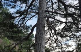 Casa Rural Cal Puyo - Foto 12