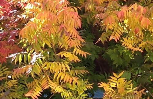 Summer-house OASIS on quiet street in ROCKRIDGE - Photo 20