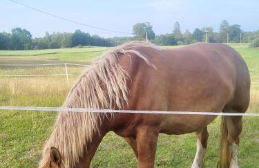 Vilanovka - domki z prywatną balią przy stawie i lesie - Foto 26