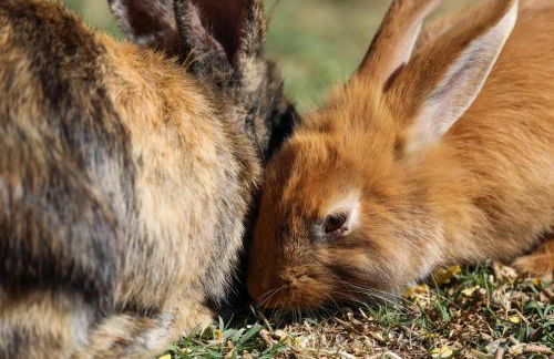 CHEZ Xavier - Foto 37