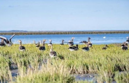Ferienhaus Kornew EG - Foto 23