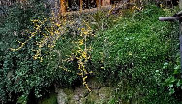 Quinta de Ribas - Foto 5