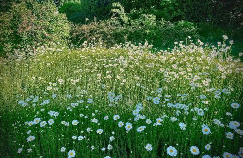 Böhmerwaldnest - Foto 49