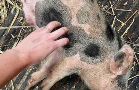 Cute and Cosy Shepard hut With Wood Fuel hot tub - Foto 16