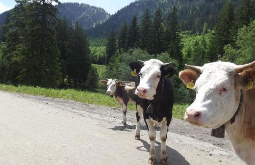 Apartment Gemütliche Ferienwohnung in urigem Bauernhaus by Interhome - Foto 14