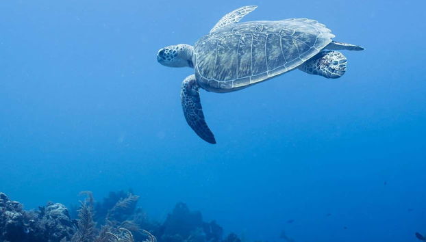 Scuba Diving for Beginners in Mahahual - Foto 3