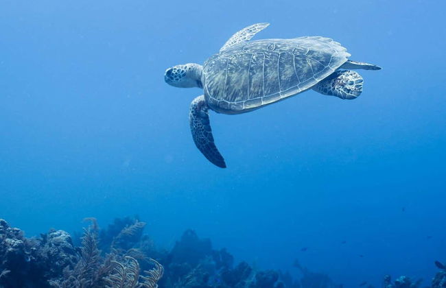 Scuba Diving for Beginners in Mahahual - Foto 3