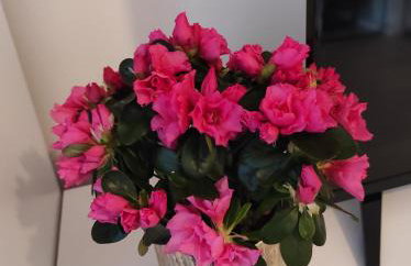 Apartman David - Foto 68