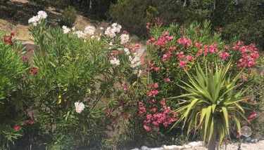 Mas de Bagarry - Foto 2, Garden