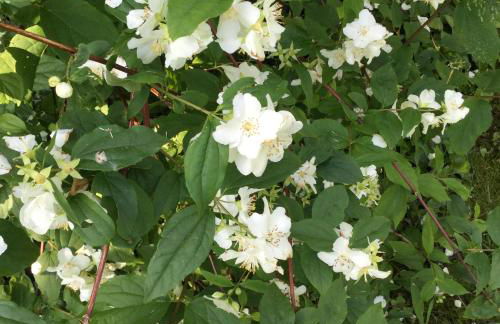 La Maisonnette de Senlis - Foto 34