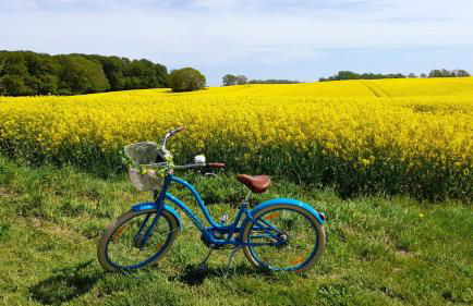 Ferienhaus Waldidyll - Erholung zwischen Schlei und Ostsee - Foto 3