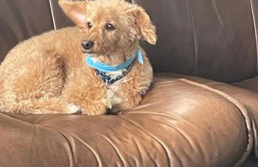 6 Rannoch, lovely holiday static caravan for dogs & their owners. - Photo 39