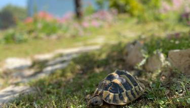 Mare i Kate Apartmani - Foto 5