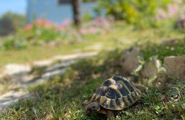 Mare i Kate Apartmani - Foto 5