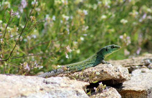 Casa do Vale de Cerdeiras - Foto 32