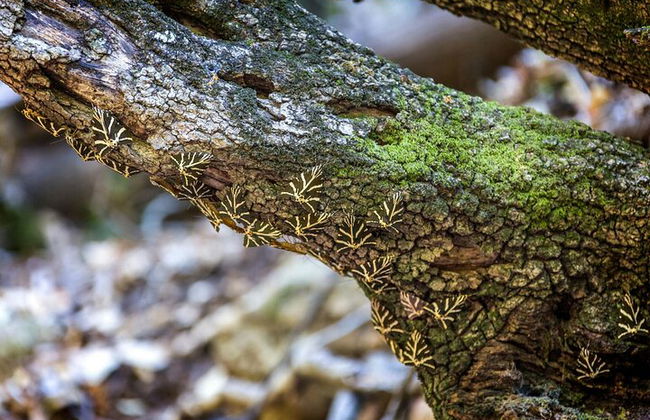 Tour di un'intera giornata con farfalle e barca all'isola di Chalki - Foto 12
