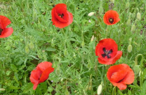 Old French Country Cottage for 2 nature lovers paradise - Foto 24