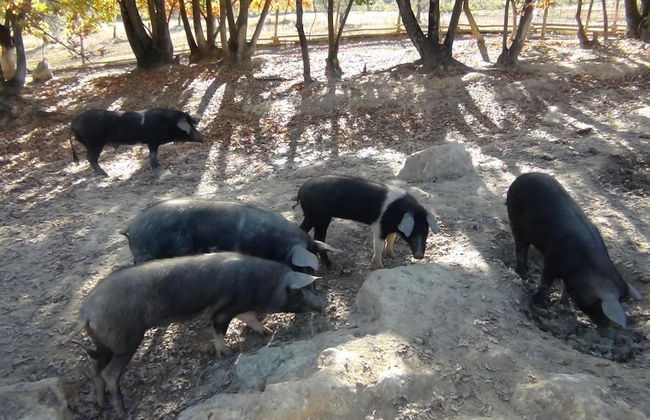 Fattoria Pianetti - Photo 44