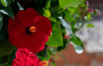 Amelie Sea View Apartments - Foto 30