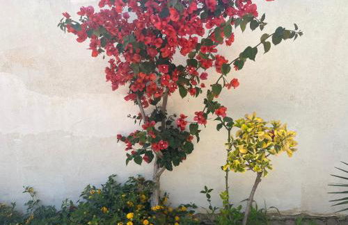 Nespolilla - Foto 17