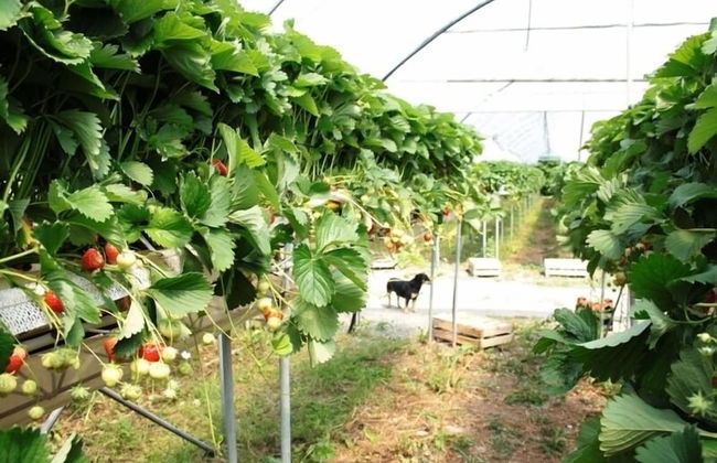 Corte Breda Agriturismo Bed & Breakfast - Foto 51