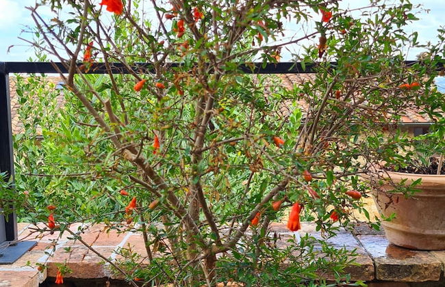 La Terrazza, Historic Tuscan Stone Residence With Garden and Terrace in Cetona - Photo 38