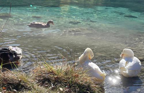 Residence Flora - Photo 43