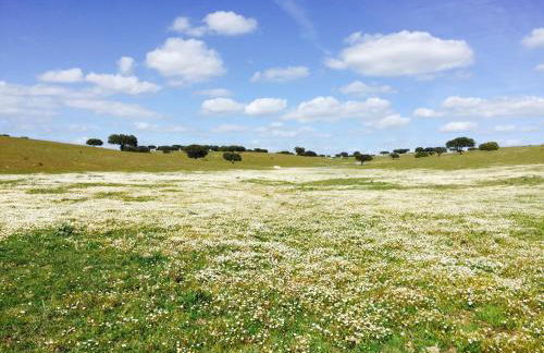 Casinha das Flores - Foto 22