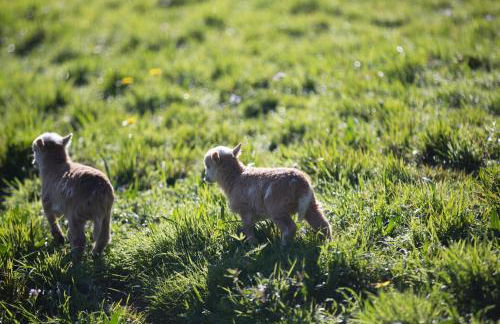 Casa Rural Andutza - Foto 52