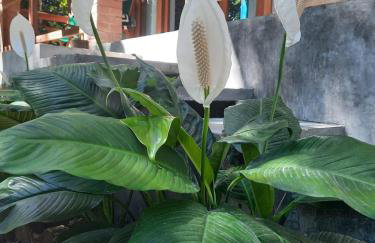 Estudio Lirios seu cantinho ecológico na natureza - Foto 29