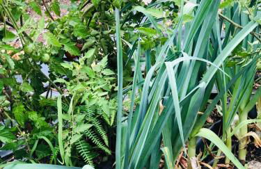 Casa da Lomba Piscina y vistas al mar en Baiona - Foto 63