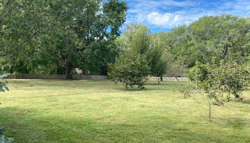 Crepe Myrtle - Foto 5