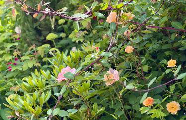 Elbparadies - Foto 27