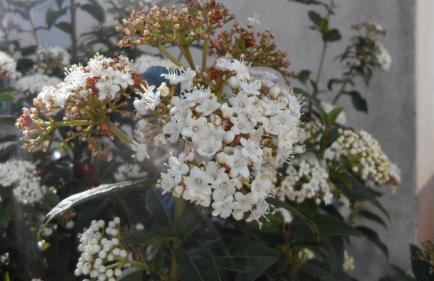 Apartments Jurić - Zablaće - Foto 63