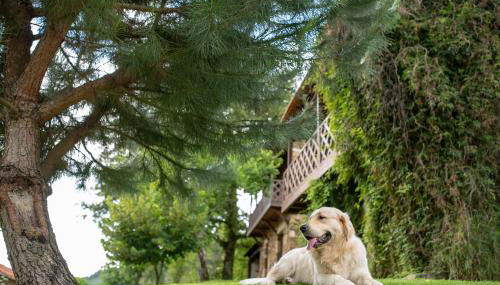 Quinta da Rabaçosa - Turismo Rural - Foto 2, Garden