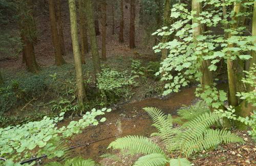 Bull Hollow Cottage - Foto 22