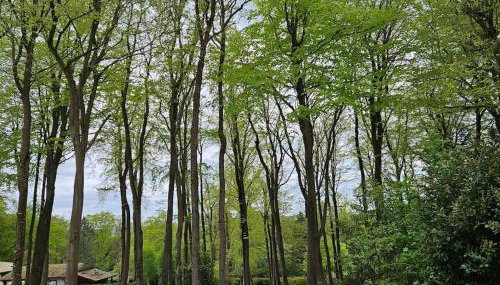 La Maison du Grand Sapin - Foto 2