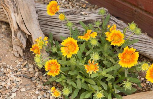 Modern Casita in Historic Downtown Albuquerque - Foto 25