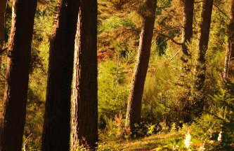 La Forêt suspendue - Gîte nature sur 9ha - option Spa avec vue panoramique - Foto 36