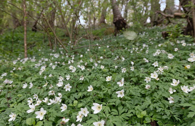 "Ensio" - 150m from the sea - Foto 4