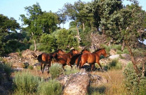 Caminho Gerês - Heritage Eco-Cottage - jacuzzi - Foto 33